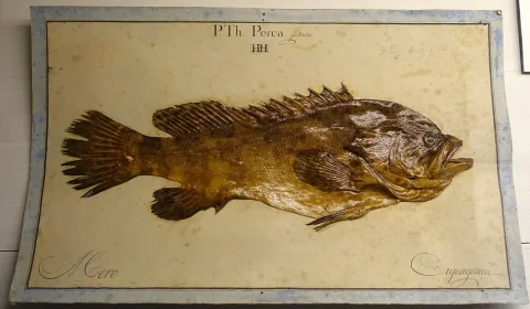 Jewfish — Daderot / Wikimedia Commons / CC0