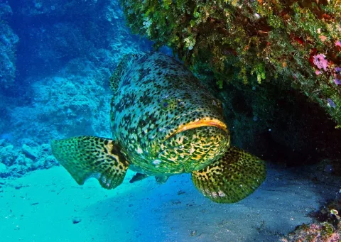 Jewfish — Albert kok / Wikimedia Commons / CC BY-SA 3.0