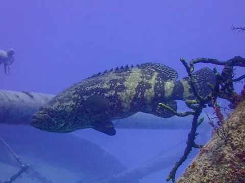 Jewfish — Dan Schofield / Wikimedia Commons / CC BY 4.0