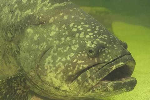 Jewfish — Clinton &amp; Charles Robertson from Del Rio, Texas &amp; College Station, TX, USA / Wikimedia Commons / CC BY 2.0
