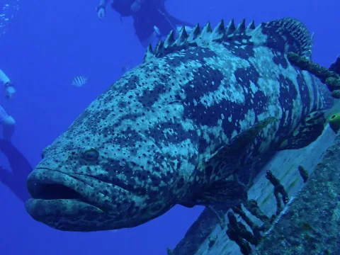 Jewfish — Dan Schofield / Wikimedia Commons / CC BY 4.0