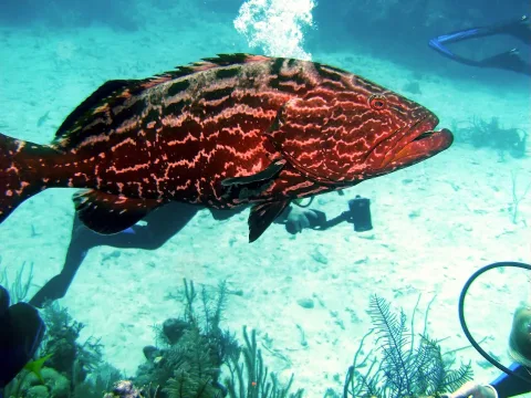 Jewfish — Greg Grimes / Wikimedia Commons / CC BY-SA 2.0