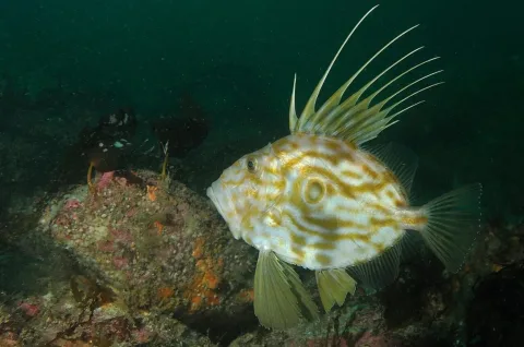 John dory — Olivier Dugornay (Ifremer) / Wikimedia Commons / CC BY 4.0