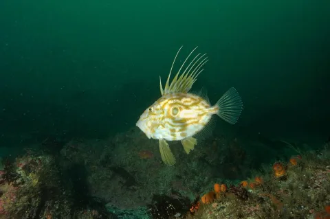 John dory — Olivier Dugornay (Ifremer) / Wikimedia Commons / CC BY 4.0