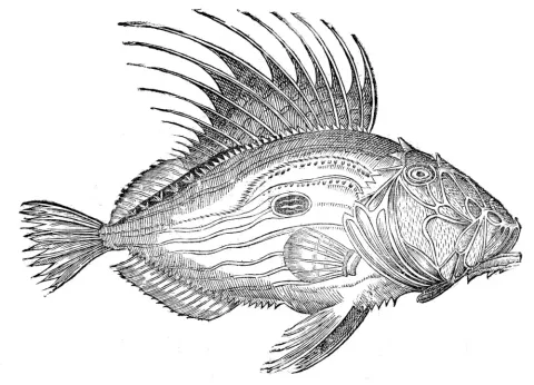 John dory — Ulisse Aldrovandi / Wikimedia Commons / Public domain