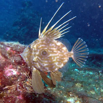 John dory — de:Benutzer:Kleines.Opossum / Wikimedia Commons / CC BY-SA 3.0