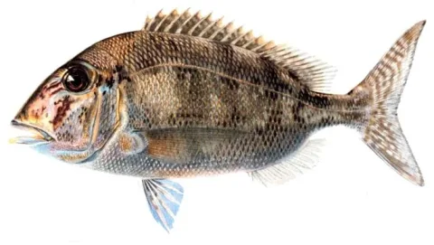Jolthead porgy — Charles B. Hudson / Wikimedia Commons / Public domain