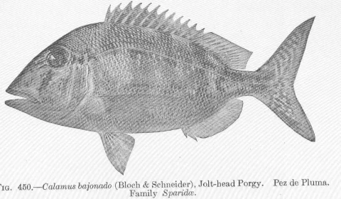 Jolthead porgy — David Starr Jordan / Wikimedia Commons / Public domain