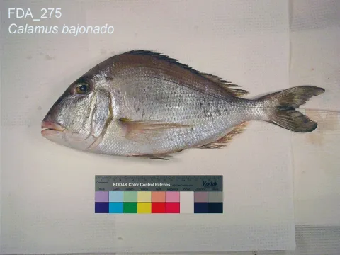 Jolthead porgy — The U.S. Food and Drug Administration / Wikimedia Commons / Public domain