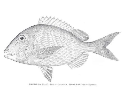 Jolthead porgy — David Starr Jordan / Wikimedia Commons / Public domain