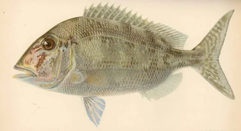 Jolthead porgy — Barton Warren Evermann / Millard Caleb Marsh / Wikimedia Commons / Public domain