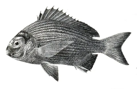 Karanteen seabream — George Henry Ford / Wikimedia Commons / Public domain