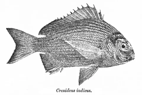 Karanteen seabream — Sir Francis Day / Wikimedia Commons / Public domain