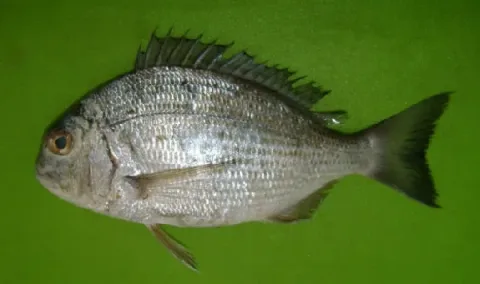 Karanteen seabream — Hamid Badar Osmany / Wikimedia Commons / CC BY 3.0