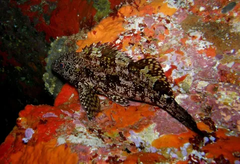 Kelpfish — Anna Barnett / Wikimedia Commons / CC BY 2.0