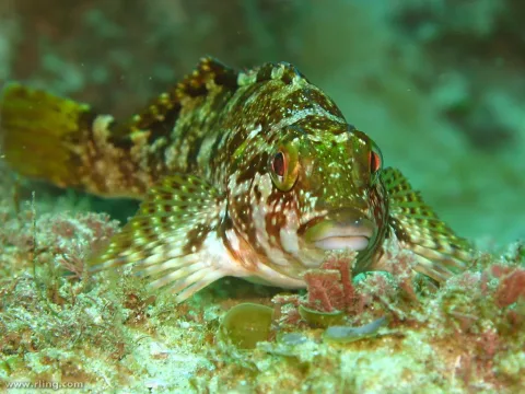 Kelpfish — Richard Ling from NSW, Australia / Wikimedia Commons / CC BY-SA 2.0