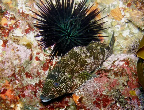 Kelpfish — Anna Barnett / Wikimedia Commons / CC BY 2.0