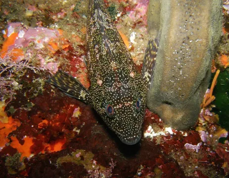 Kelpfish — Anna Barnett / Wikimedia Commons / CC BY 2.0