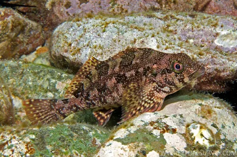 Kelpfish — Andrew J. Green / Reef life Survey / Wikimedia Commons / CC BY 3.0