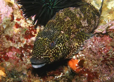 Kelpfish — Anna Barnett / Wikimedia Commons / CC BY 2.0
