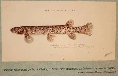 Koaro — Frank Edward Clarke / Wikimedia Commons / Public domain