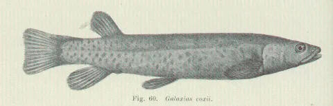 Koaro — Edgar Ravenswood Waite / Wikimedia Commons / Public domain