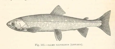 Lake charr — Harry Govier Seeley / Wikimedia Commons / Public domain