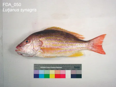 Lane snapper — The U.S. Food and Drug Administration / Wikimedia Commons / Public domain
