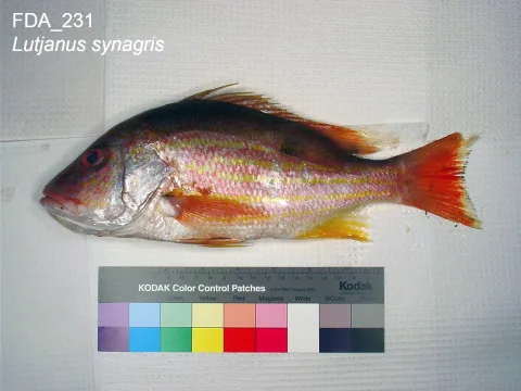 Lane snapper — The U.S. Food and Drug Administration / Wikimedia Commons / Public domain
