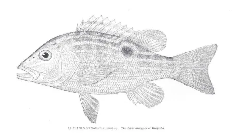Lane snapper — David Starr Jordan / Wikimedia Commons / Public domain