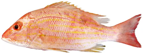 Lane snapper — Williams, J. T.; Carpenter, K. E.; Van Tassell, J. L.; Hoetjes, P.; Toller, W.; Etnoyer, P.; Smith, M. / Wikimedia Commons / CC BY 2.5