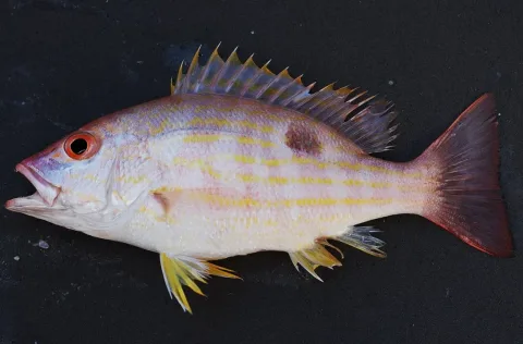 Lane snapper — SEFSC Pascagoula Laboratory; Collection of Brandi Noble, NOAA/NMFS/SEFSC - NOAA Photo Library / Wikimedia Commons / Public domain