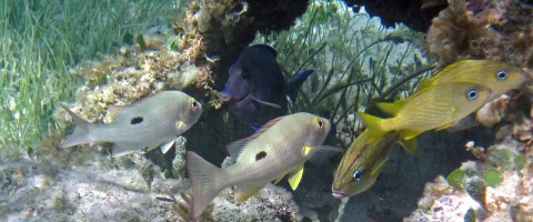 Lane snapper — James St. John / Wikimedia Commons / CC BY 2.0