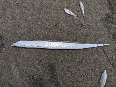 Largehead hairtail — Rht bd / Wikimedia Commons / CC BY 4.0