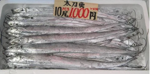 Largehead hairtail — Takahashi / Wikimedia Commons / Public domain