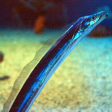 Largehead hairtail — Wikimedia Commons / CC BY-SA 2.5