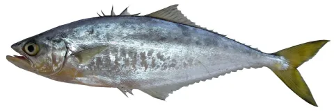 Leatherjacket — César Meiners-Mandujano / Wikimedia Commons / CC BY 4.0