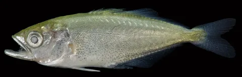 Leatherjacket — Smithsonian Environmental Research Center / Wikimedia Commons / CC BY 2.0
