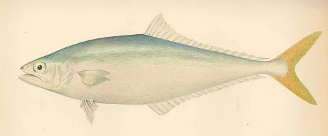 Leatherjacket — Barton Warren Evermann / Millard Caleb Marsh / Wikimedia Commons / Public domain