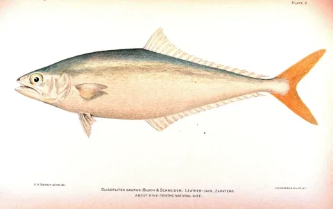 Leatherjacket — Unknown authorUnknown author / Wikimedia Commons / Public domain