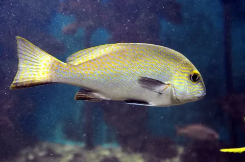 Lemonfish — Hatem Moushir / Wikimedia Commons / CC BY-SA 4.0