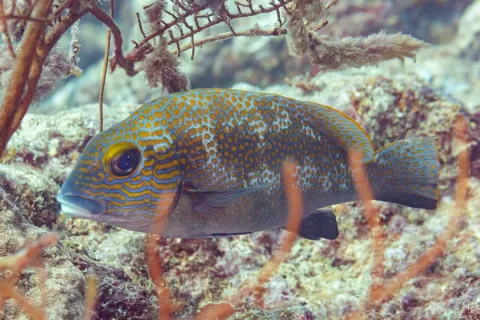 Lemonfish — Diego Delso / Wikimedia Commons / CC BY-SA 4.0