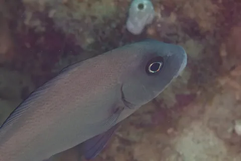 Lemonfish — Diego Delso / Wikimedia Commons / CC BY-SA 4.0
