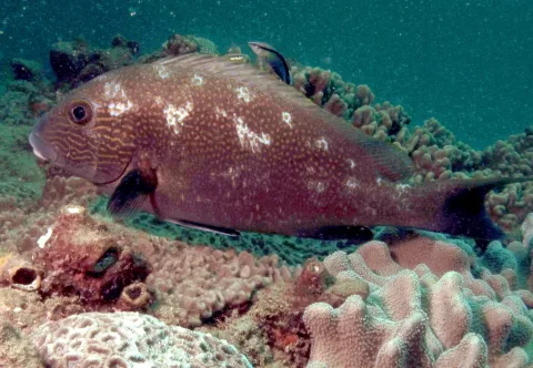 Lemonfish — Derek Keats from Johannesburg, South Africa / Wikimedia Commons / CC BY 2.0