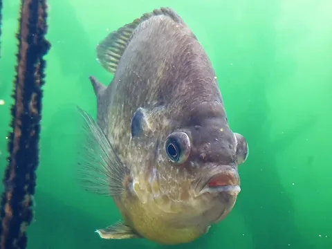 Pumpkinseed — Emőke Dénes / Wikimedia Commons / CC BY-SA 4.0