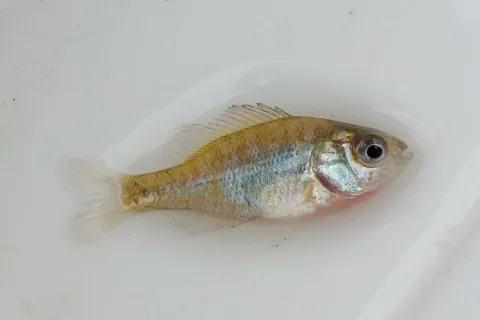 Pumpkinseed — Tommy Andriollo / Wikimedia Commons / CC BY 4.0