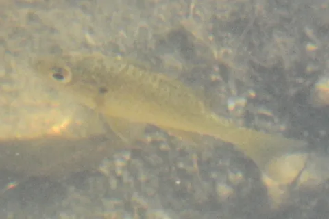 Pumpkinseed — Ryan Hodnett / Wikimedia Commons / CC BY-SA 4.0