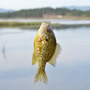 Pumpkinseed — Dimitǎr Boevski / Wikimedia Commons / CC BY-SA 4.0