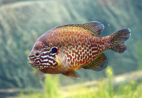 Pumpkinseed — Cephas / Wikimedia Commons / CC BY-SA 3.0
