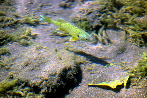Pumpkinseed — Tulumnes / Wikimedia Commons / CC BY-SA 4.0